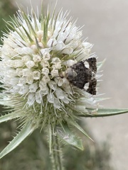 Tyta luctuosa