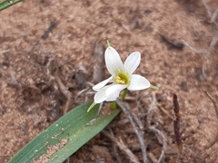 Tecophilaea violiflora