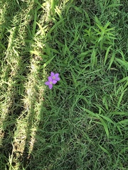 Sabatia campestris