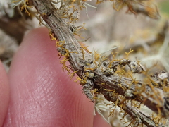 Polycauliona pollinarioides