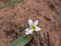 Tecophilaea violiflora