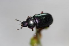 Platycerus caraboides