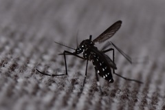 Aedes albopictus