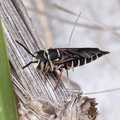 Coelioxys slossoni