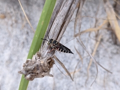 Coelioxys slossoni