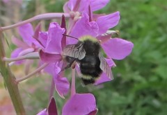 Bombus californicus