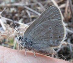 Satyrium semiluna