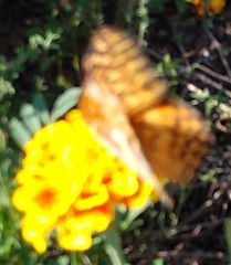 Euptoieta claudia