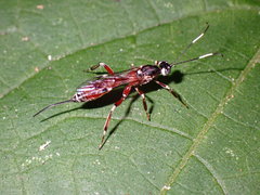 Xorides calidus