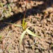 Caladenia brumalis - Photo (c) Robert Lawrence,  זכויות יוצרים חלקיות (CC BY-NC), הועלה על ידי Robert Lawrence