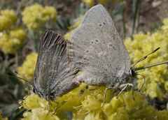 Satyrium semiluna