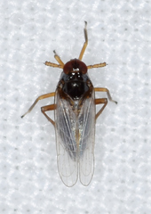 Pissonotus piceus