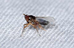 Pissonotus piceus