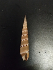 Hastula strigilata