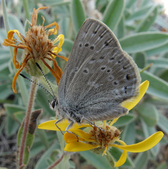 Satyrium semiluna