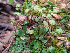 Marchantia chenopoda