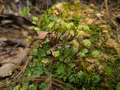 Marchantia chenopoda