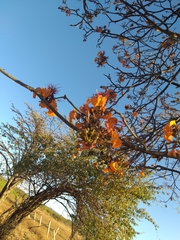 Erythrina velutina