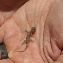 Hemidactylus parvimaculatus