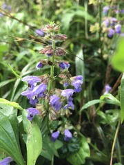 Salvia japonica
