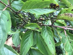 Rhamnus nakaharai