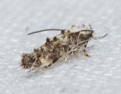 Mompha murtfeldtella