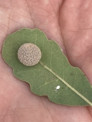 Cynips multipunctata