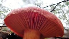 Cortinarius kula