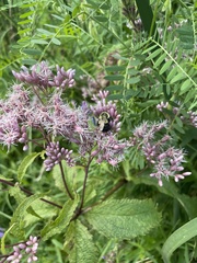 Bombus impatiens