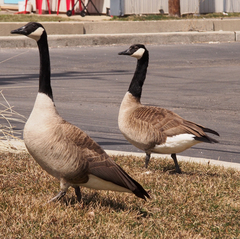 Branta canadensis