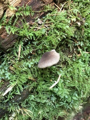 Hydropus marginellus