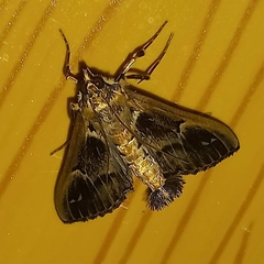Diaphania costaricalis