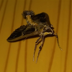 Diaphania costaricalis