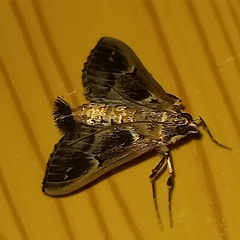 Diaphania costaricalis