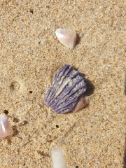 Austrobalanus imperator
