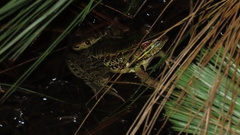 Lithobates lenca