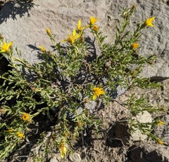 Ericameria discoidea