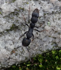 Bothroponera cariosa