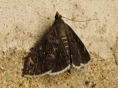 Pyrausta niveicilialis