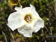 Ipomoea arborescens