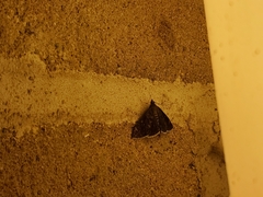 Pyrausta niveicilialis