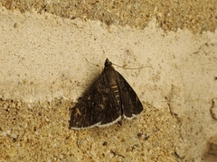 Pyrausta niveicilialis