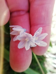 Puschkinia scilloides