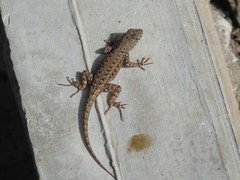 Sceloporus nelsoni