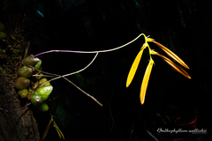 Bulbophyllum wallichii