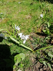 Puschkinia scilloides