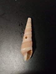 Duplicaria