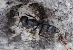 Bothroponera cariosa
