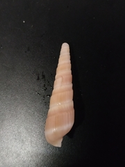 Duplicaria