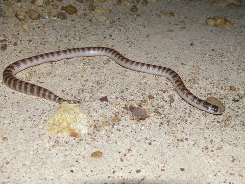 Half-girdled Snake, Brachyurophis semifasciatus